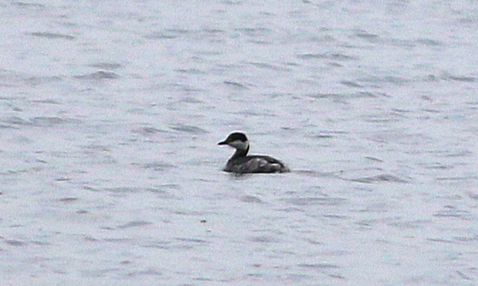 Horned Grebe